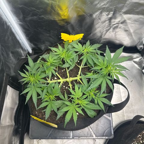 Wedding Cake growlog photo: Stretch Beginn 