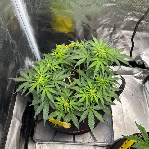 Wedding Cake growlog timeline photo