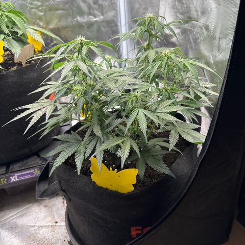 Wedding Cake growlog timeline photo