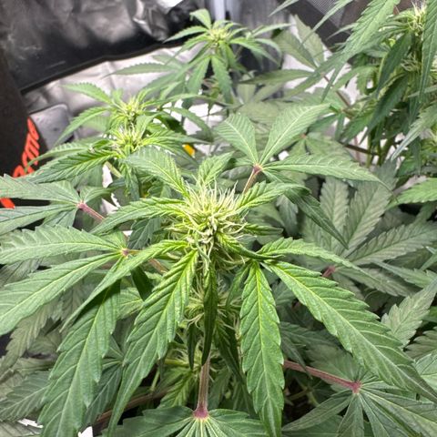 Wedding Cake growlog timeline photo