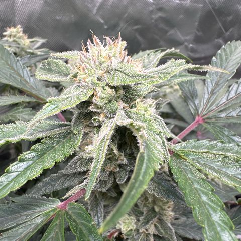 Wedding Cake growlog timeline photo