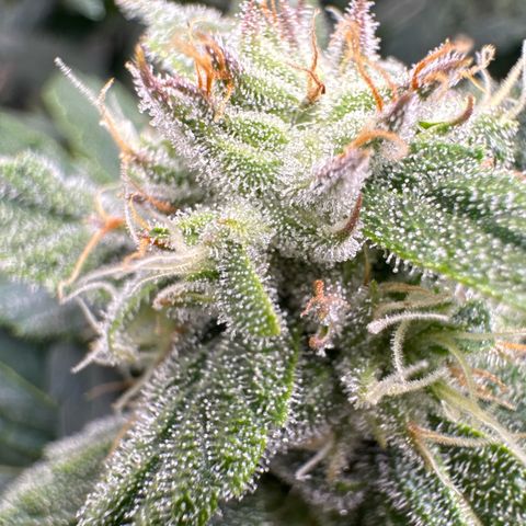 Wedding Cake growlog timeline photo