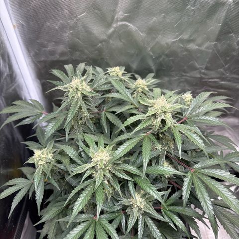 Wedding Cake growlog timeline photo