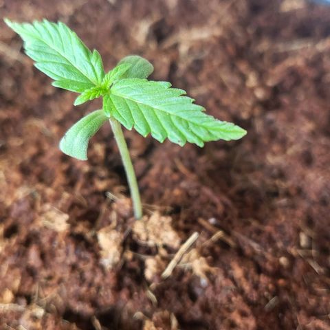 B.i.g growlog timeline photo