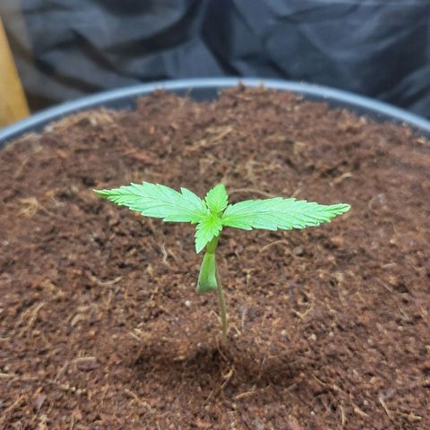 B.i.g growlog timeline photo