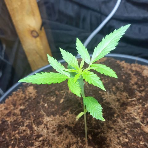 B.i.g growlog photo: Fängt heute an zu Duften 😅🥰