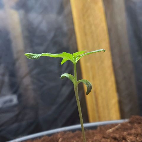 B.i.g growlog timeline photo