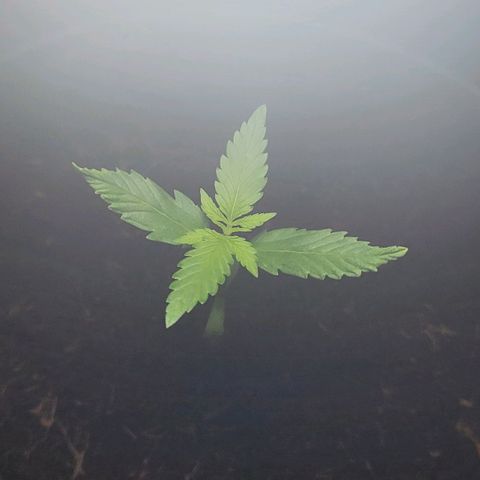 B.i.g growlog timeline photo