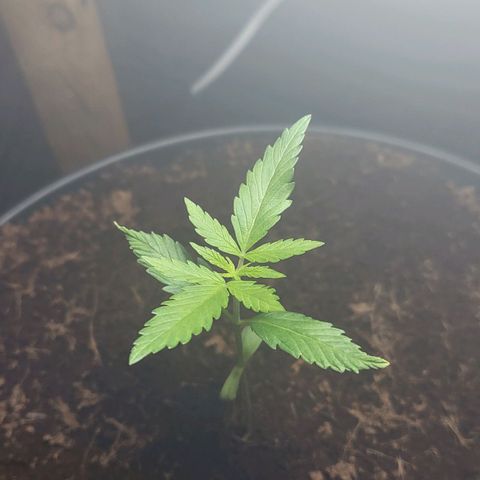B.i.g growlog timeline photo