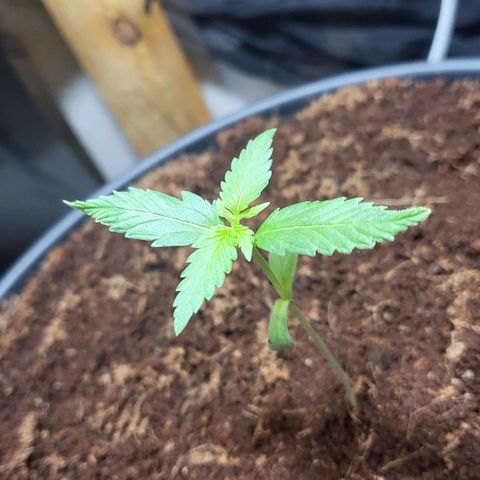 B.i.g growlog timeline photo
