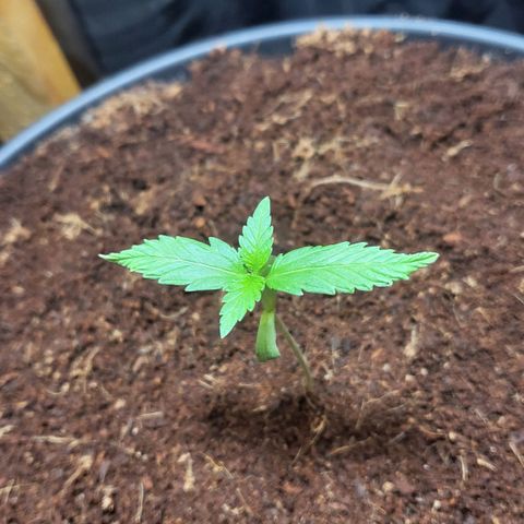 B.i.g growlog timeline photo