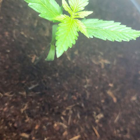 B.i.g growlog timeline photo