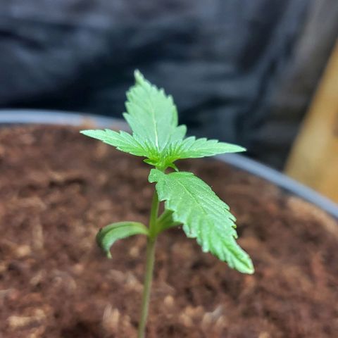 B.i.g growlog timeline photo