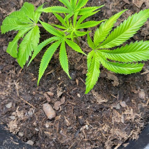 B.i.g growlog timeline photo