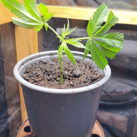B.i.g growlog photo: Bisschen umgetopft 