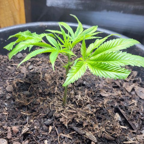 B.i.g growlog photo: Leicht gelbe flecken