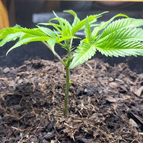B.i.g growlog photo: Leicht gelbe flecken