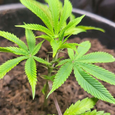 B.i.g growlog timeline photo