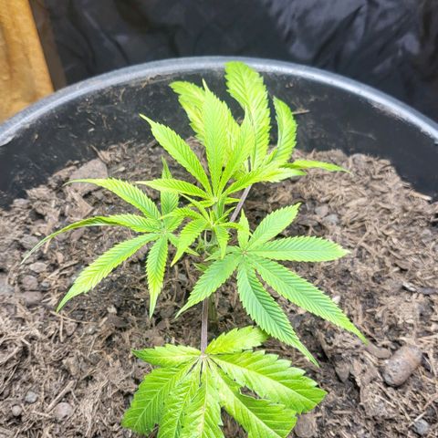 B.i.g growlog timeline photo