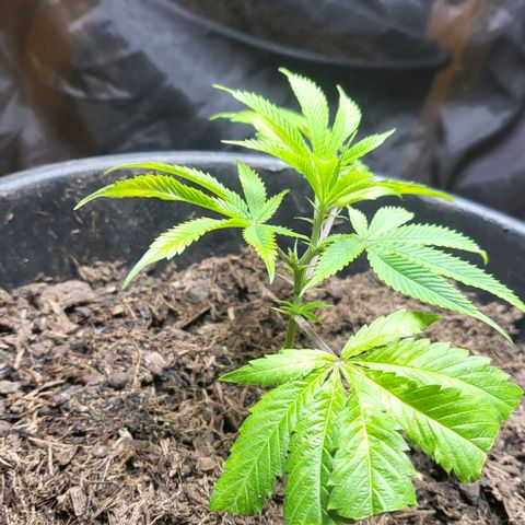 B.i.g growlog timeline photo