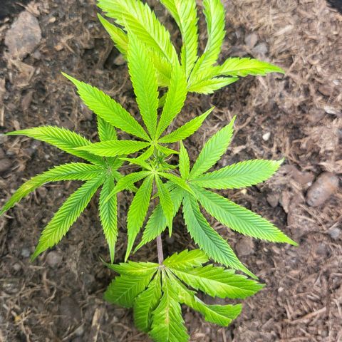 B.i.g growlog timeline photo