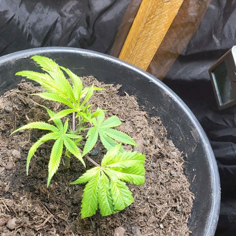 B.i.g growlog photo: Gegossen ca 250 ml mit bisschen seramis , kreisrund. Schauen . Venti 3