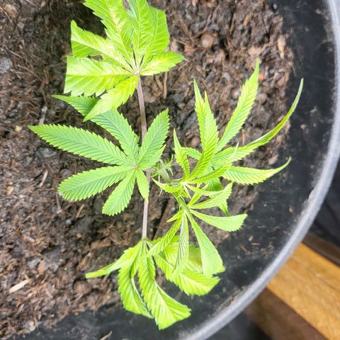 B.i.g growlog photo: Bisschen geschnitten und Rest Wasser ca 750 ml venti 2