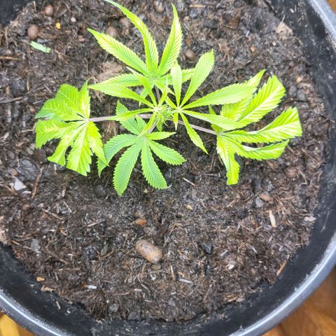 B.i.g growlog photo: Bisschen geschnitten und Rest Wasser ca 750 ml venti 2