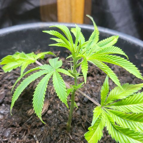 B.i.g growlog photo: Bisschen geschnitten und Rest Wasser ca 750 ml venti 2
