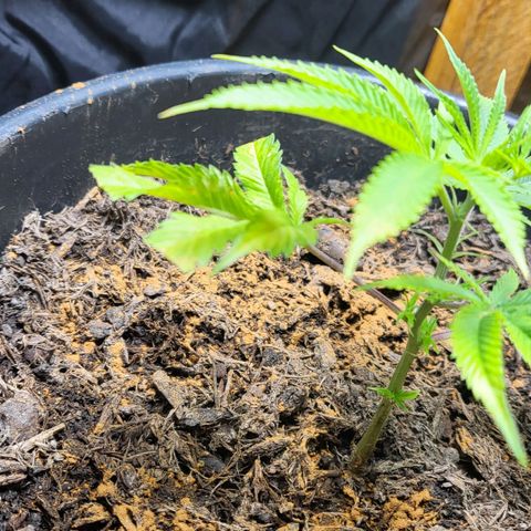 B.i.g growlog photo: Zimt gegen sch. Und mu. Venti 2
