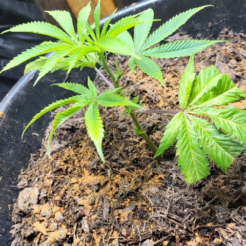 B.i.g growlog photo: Zimt gegen sch. Und mu. Venti 2