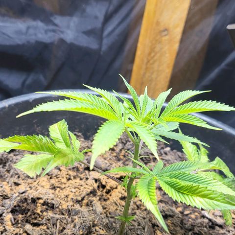 B.i.g growlog photo: Zimt gegen sch. Und mu. Venti 2