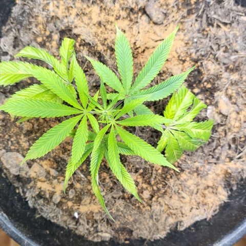 B.i.g growlog photo: Zimt gegen sch. Und mu. Venti 2