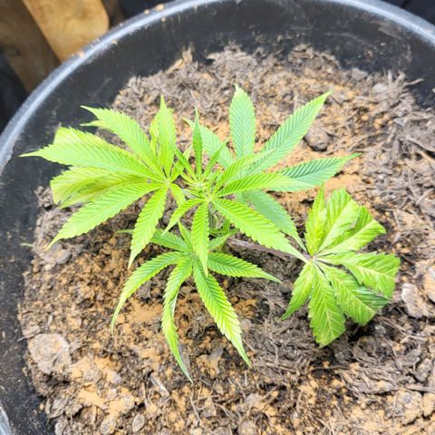 B.i.g growlog photo: Zimt gegen sch. Und mu. Venti 2
