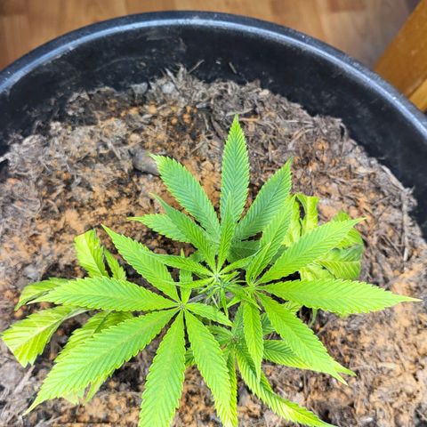B.i.g growlog timeline photo