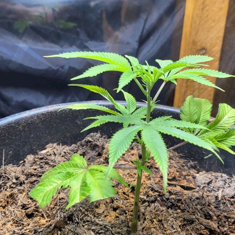 B.i.g growlog timeline photo