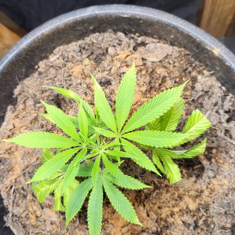 B.i.g growlog timeline photo