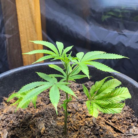B.i.g growlog timeline photo