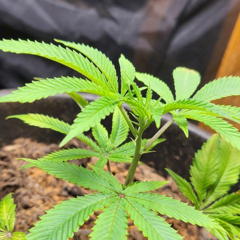 B.i.g growlog timeline photo