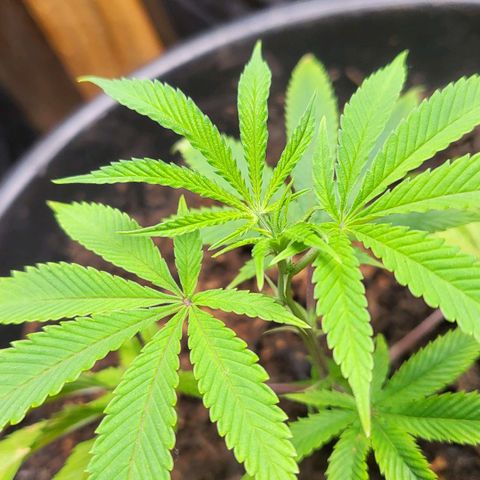 B.i.g growlog timeline photo