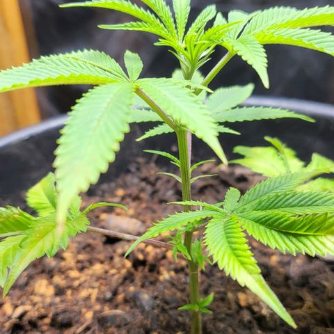 B.i.g growlog timeline photo
