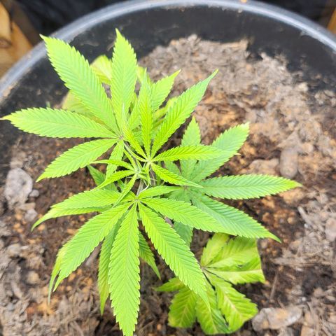 B.i.g growlog timeline photo