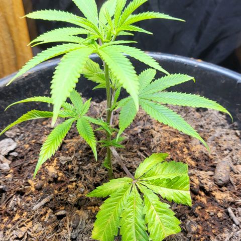 B.i.g growlog timeline photo