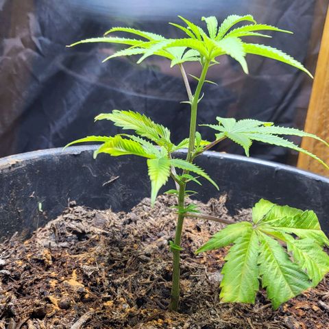 B.i.g growlog timeline photo