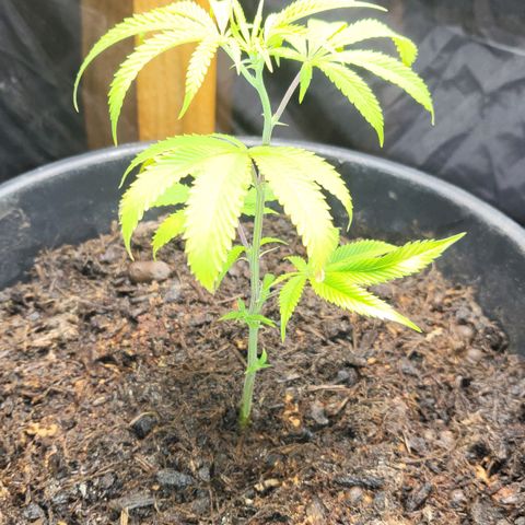 B.i.g growlog timeline photo