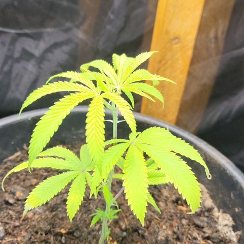 B.i.g growlog timeline photo