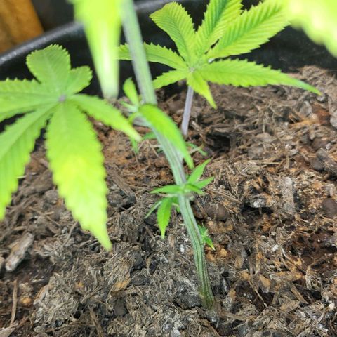 B.i.g growlog photo: Bisschen lp
