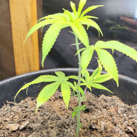 B.i.g growlog photo: Bisschen lp