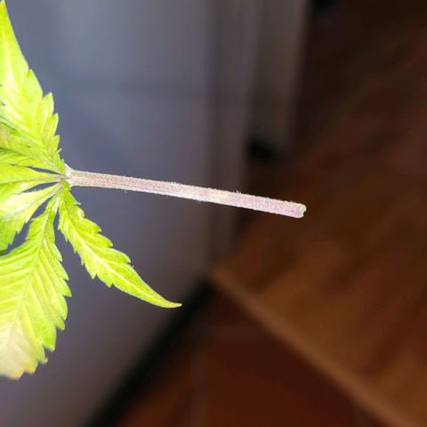 B.i.g growlog photo: Bisschen lp
