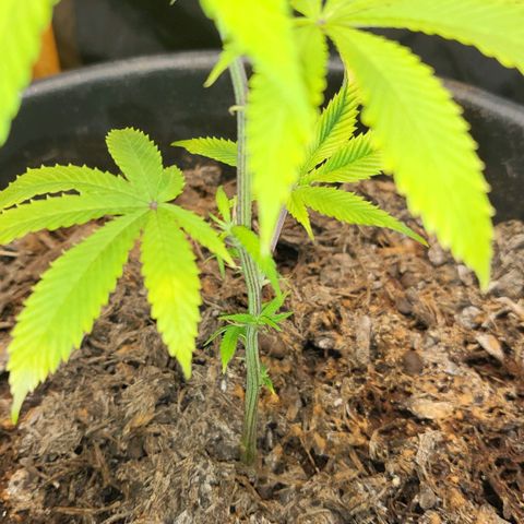 B.i.g growlog photo: Bisschen lp